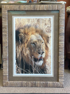 Framed photo of lion