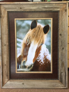 Photo of a horse